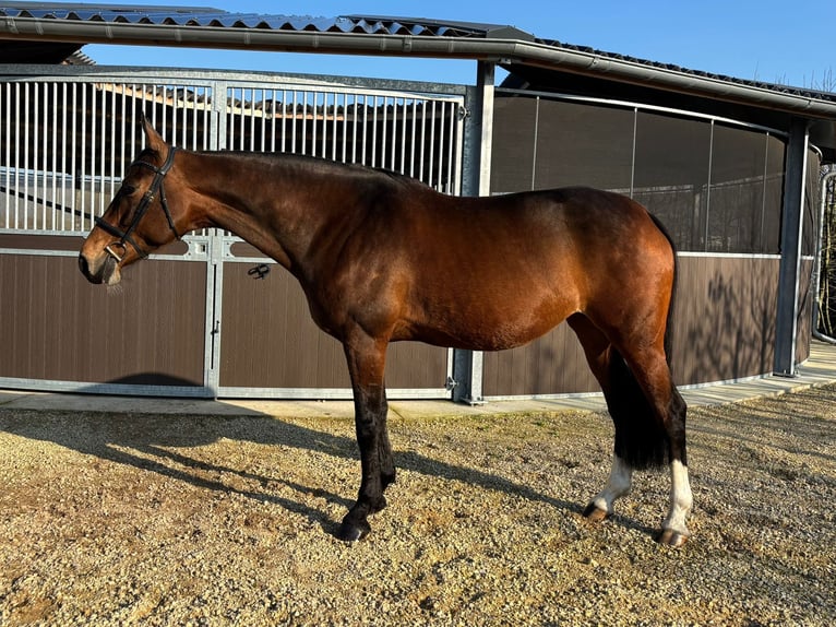 KWPN Merrie 11 Jaar 170 cm Bruin in Ursel