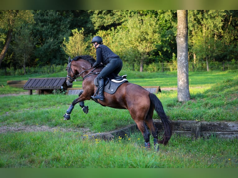 KWPN Merrie 11 Jaar 170 cm Bruin in M&#xFC;nster