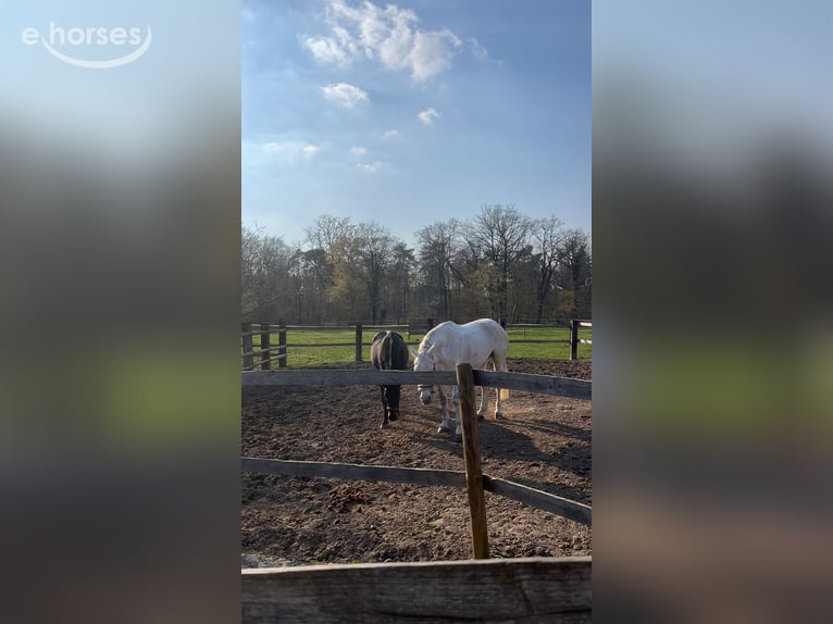 KWPN Merrie 11 Jaar 170 cm Schimmel in Walldorf