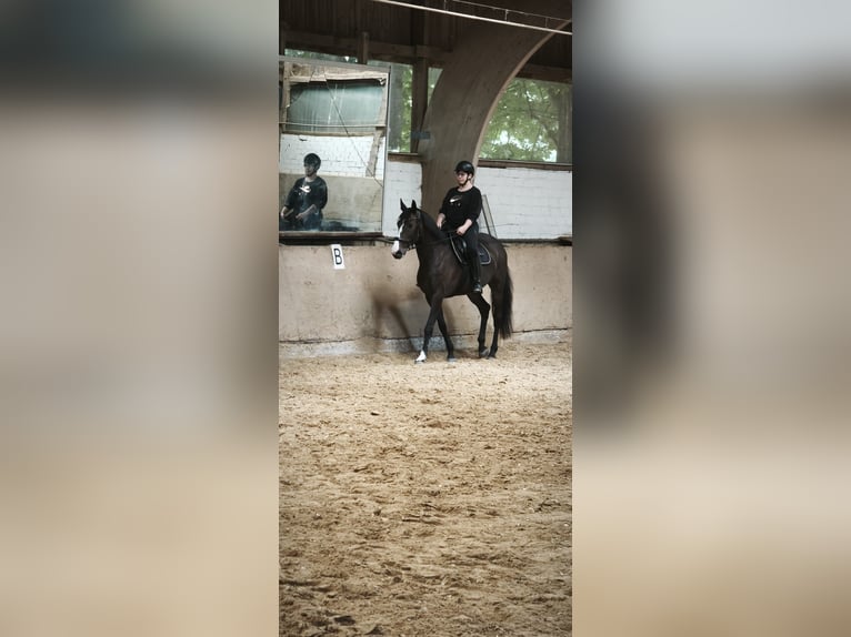 KWPN Merrie 11 Jaar 170 cm Zwart in Ratingen