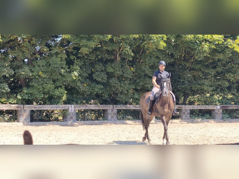 KWPN Merrie 11 Jaar 170 cm Zwart in Ratingen