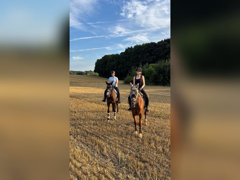 KWPN Merrie 11 Jaar 170 cm Zwart in Ratingen
