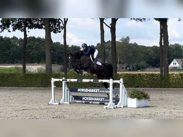 KWPN Merrie 11 Jaar 171 cm Donkerbruin in Waddinxveen