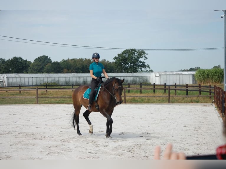 KWPN Merrie 11 Jaar 172 cm Donkerbruin in Onze-Lieve-Vrouw-Waver