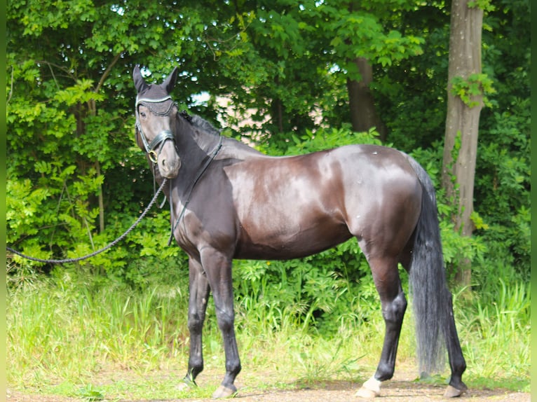 KWPN Merrie 11 Jaar 178 cm Zwart in Kampen