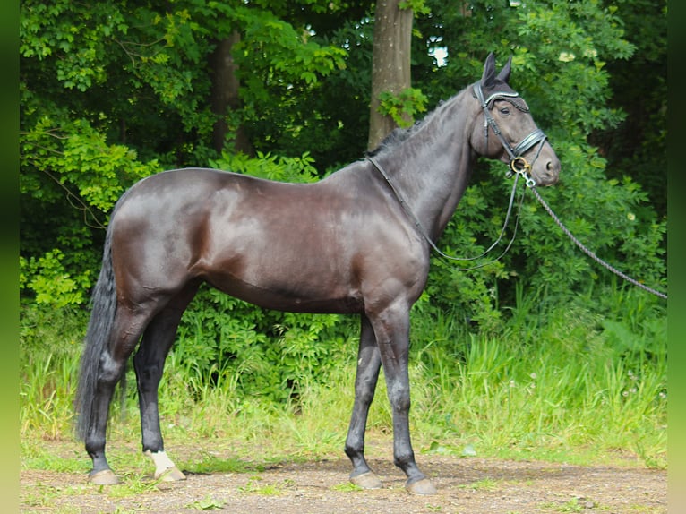 KWPN Merrie 11 Jaar 178 cm Zwart in Kampen