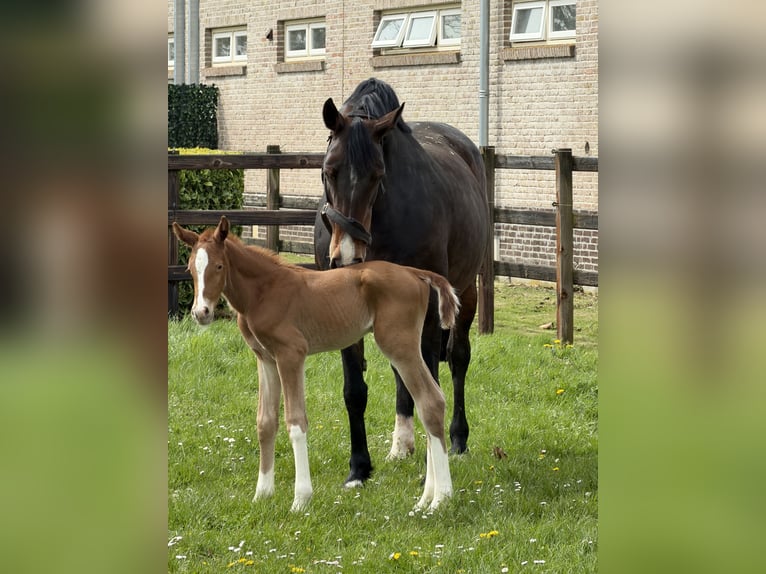 KWPN Merrie 11 Jaar Bruin in Dinteloord