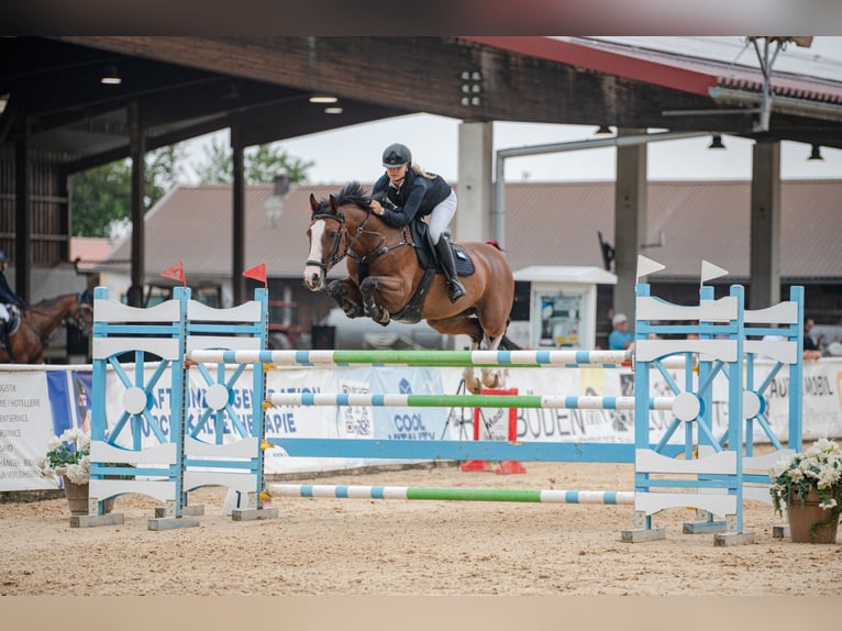 KWPN Merrie 12 Jaar 160 cm Roodbruin in Prague