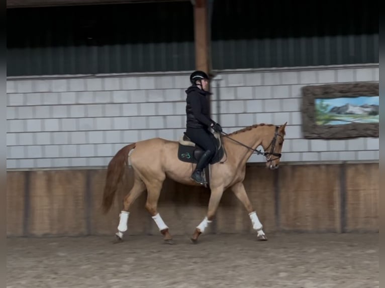 KWPN Merrie 12 Jaar 163 cm Vos in Oud Gastel