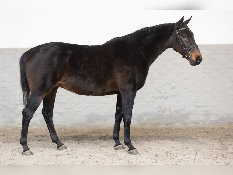 KWPN Merrie 12 Jaar 164 cm Bruin in Heerde