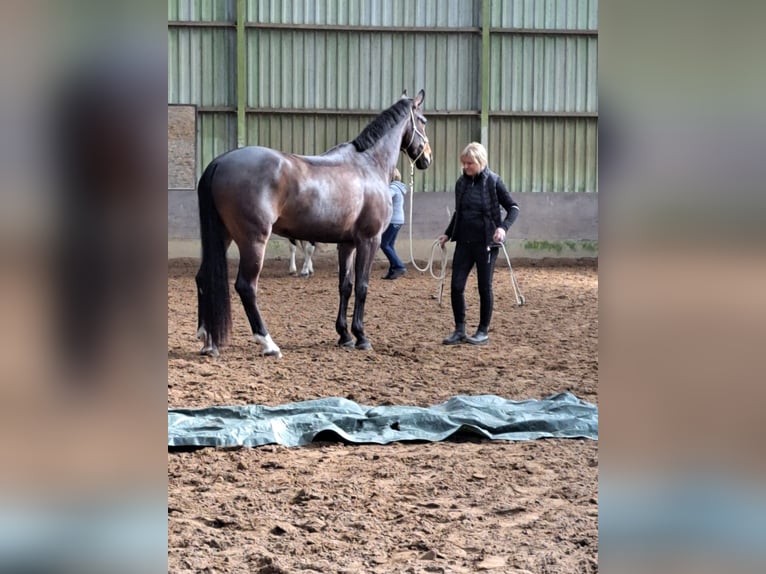KWPN Merrie 12 Jaar 164 cm Donkerbruin in Niederkrüchten