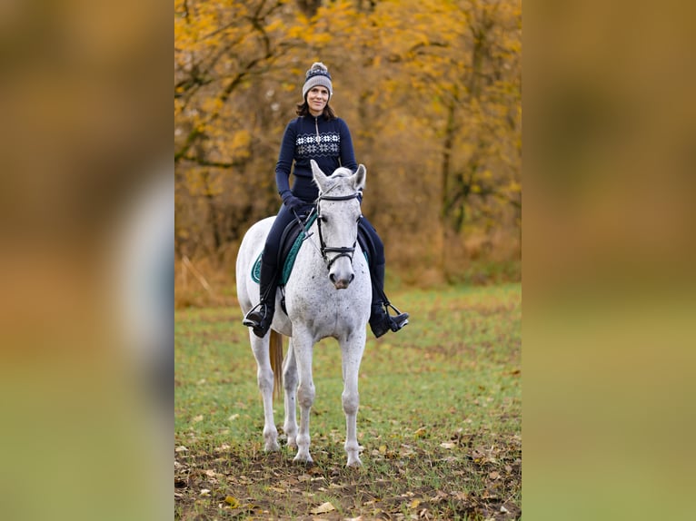 KWPN Mix Merrie 12 Jaar 165 cm Appelschimmel in Gyömrő