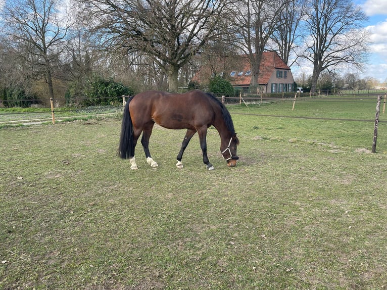 KWPN Merrie 12 Jaar 165 cm Bruin in Kleve