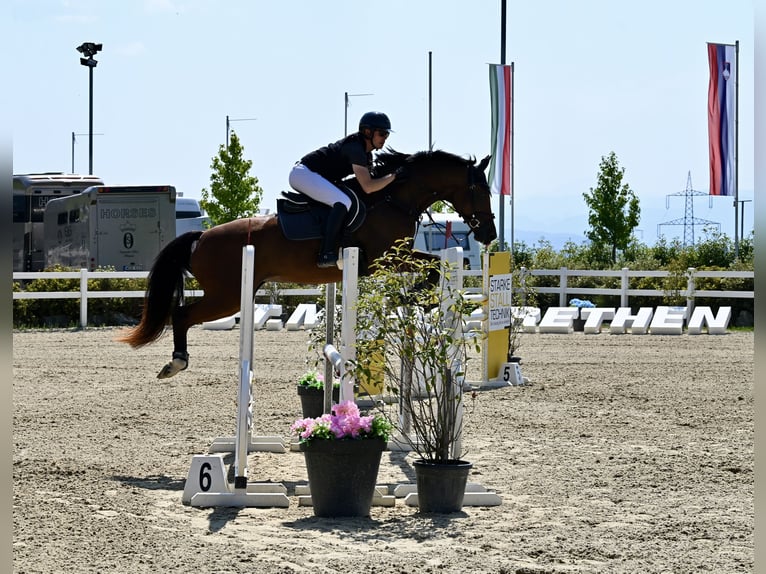 KWPN Merrie 12 Jaar 165 cm Bruin in Graz Umgebung