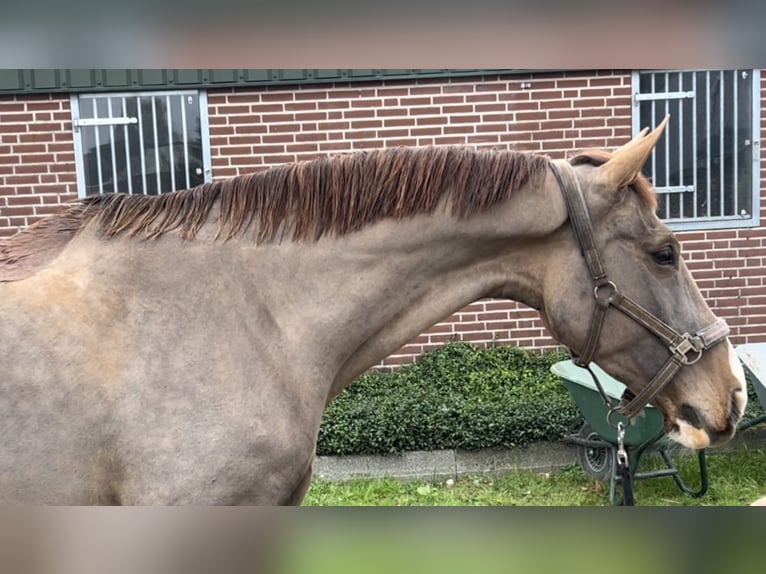 KWPN Merrie 12 Jaar 165 cm Donkere-vos in Oud Gastel