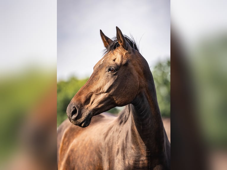 KWPN Merrie 12 Jaar 165 cm in Glandorf