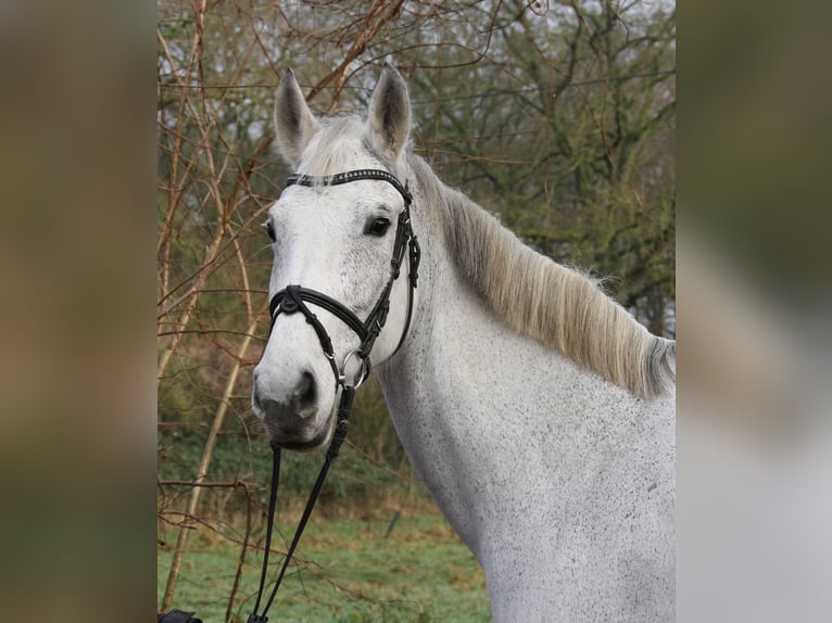 KWPN Merrie 12 Jaar 166 cm Appelschimmel in Wachtendonk