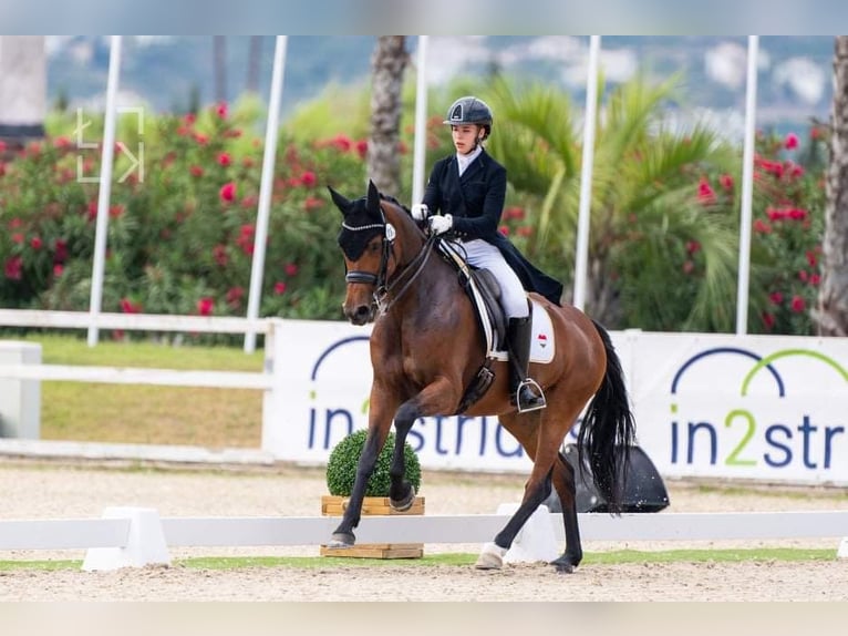 KWPN Merrie 12 Jaar 166 cm Bruin in Schore