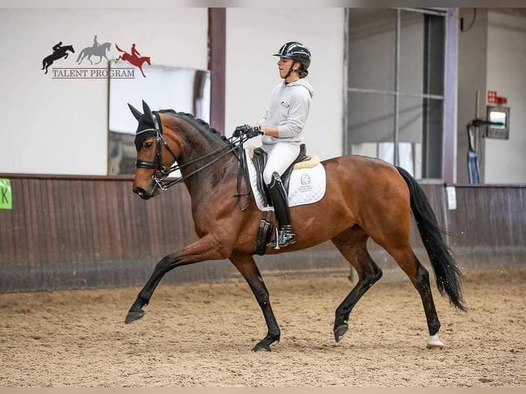 KWPN Merrie 12 Jaar 166 cm Bruin in Schore