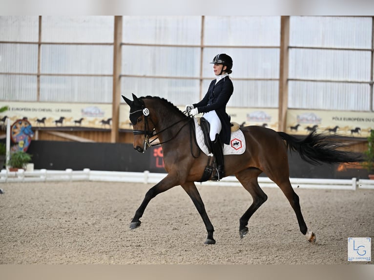 KWPN Merrie 12 Jaar 166 cm Bruin in Schore