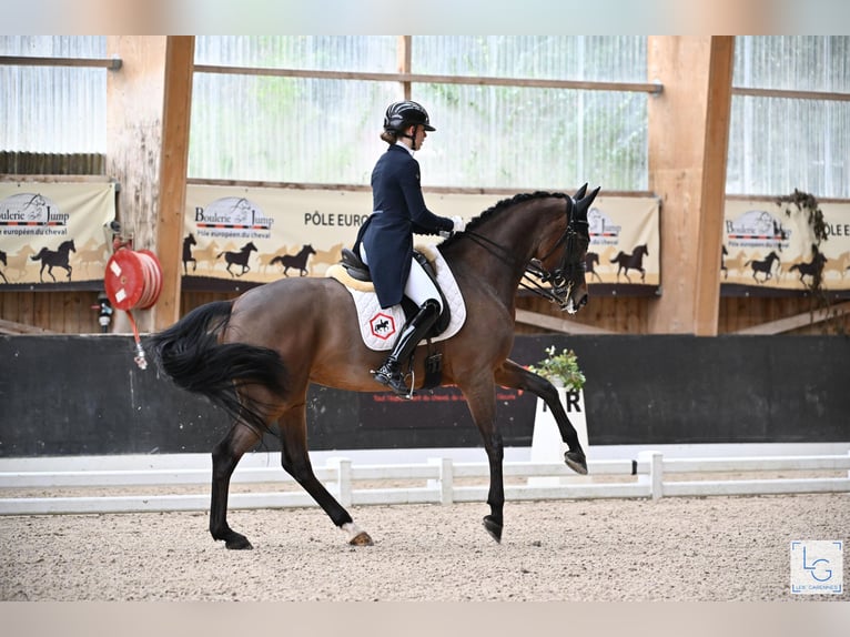 KWPN Merrie 12 Jaar 166 cm Bruin in Schore