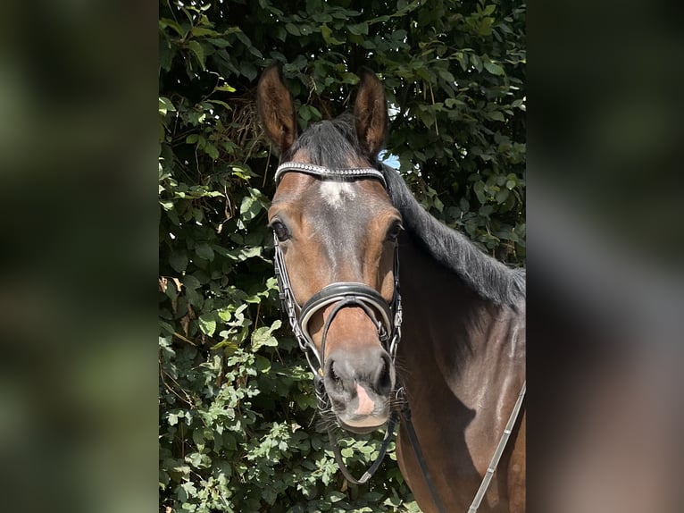 KWPN Merrie 12 Jaar 166 cm Bruin in Veltem-Beisem