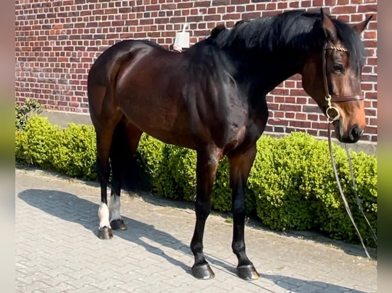 KWPN Merrie 12 Jaar 166 cm Bruin in Maria Hoop