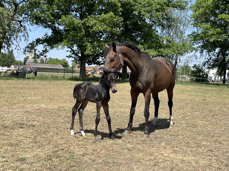 KWPN Merrie 12 Jaar 166 cm Bruin in Maria Hoop