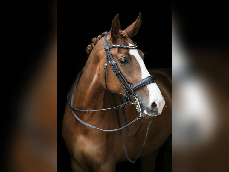 KWPN Merrie 12 Jaar 166 cm Vos in Neeritter