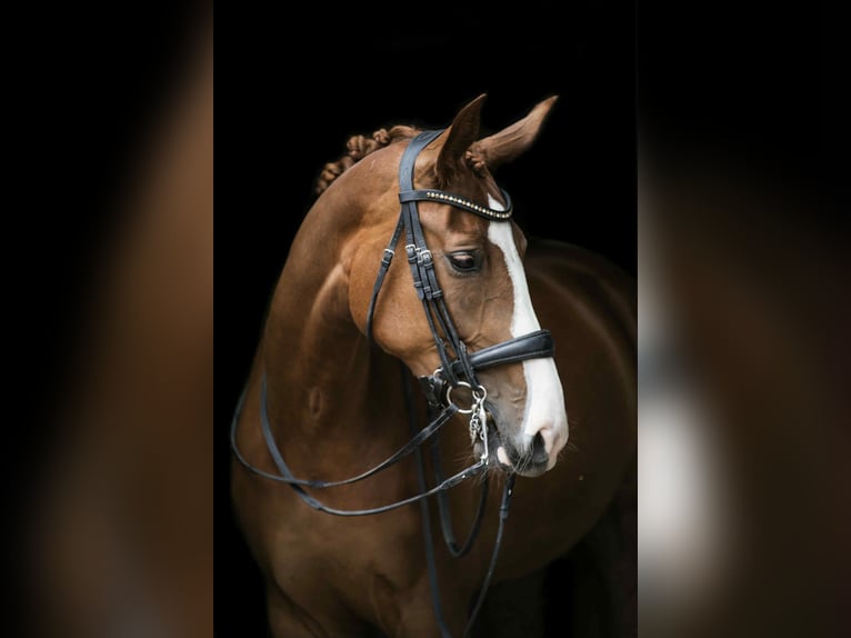 KWPN Merrie 12 Jaar 166 cm Vos in Neeritter