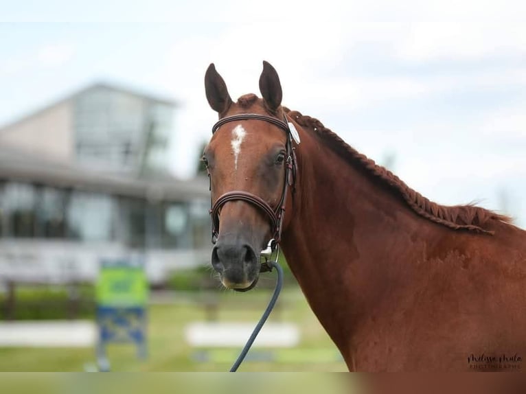 KWPN Merrie 12 Jaar 166 cm Vos in Toulouse