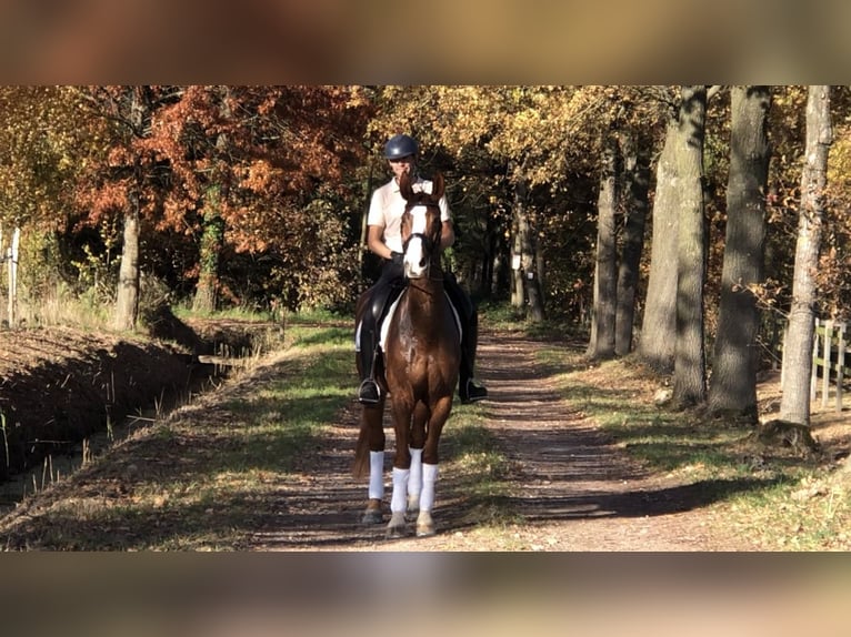 KWPN Merrie 12 Jaar 167 cm Vos in Bree