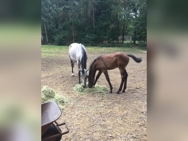 KWPN Merrie 12 Jaar 168 cm Schimmel in Asten
