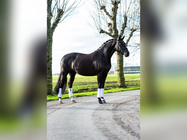 KWPN Merrie 12 Jaar 168 cm Zwart in Oudenbosch