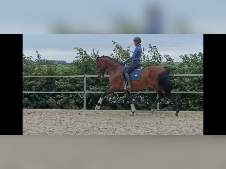 KWPN Merrie 12 Jaar 170 cm Bruin in Lelystad