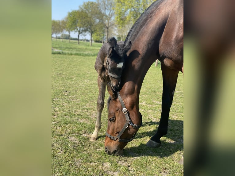 KWPN Merrie 12 Jaar 170 cm Bruin in Lelystad