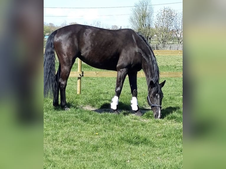 KWPN Merrie 12 Jaar 170 cm Zwart in Melsele