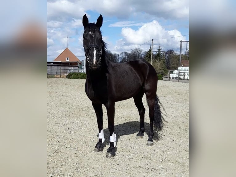 KWPN Merrie 12 Jaar 170 cm Zwart in Melsele