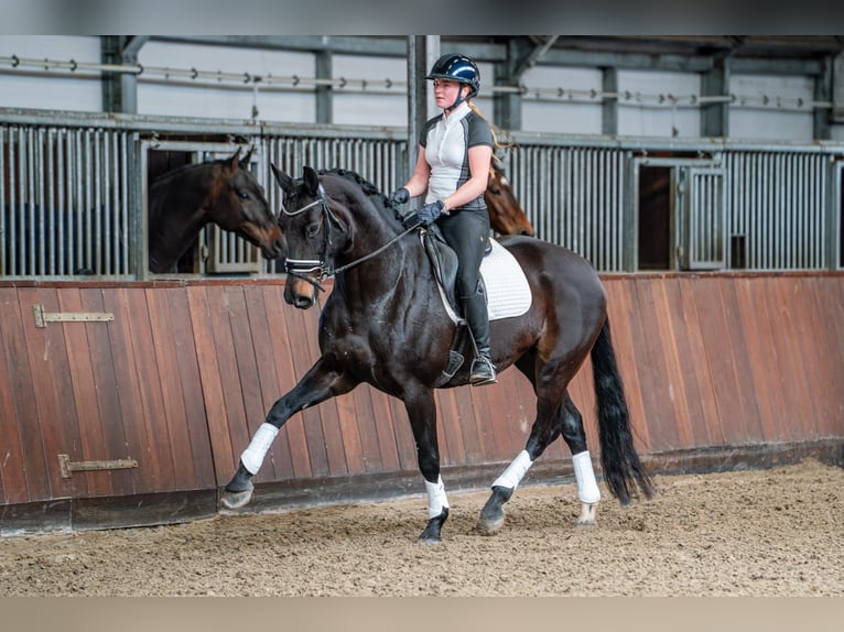 KWPN Merrie 12 Jaar 170 cm Zwartbruin in Rijnsburg