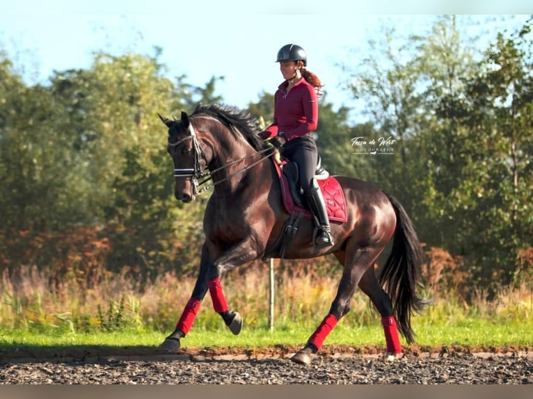 KWPN Merrie 12 Jaar 170 cm Zwartbruin in Rijnsburg