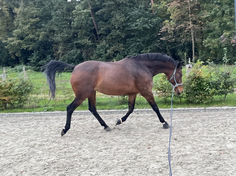 KWPN Merrie 12 Jaar 171 cm Bruin in Bornerbroek