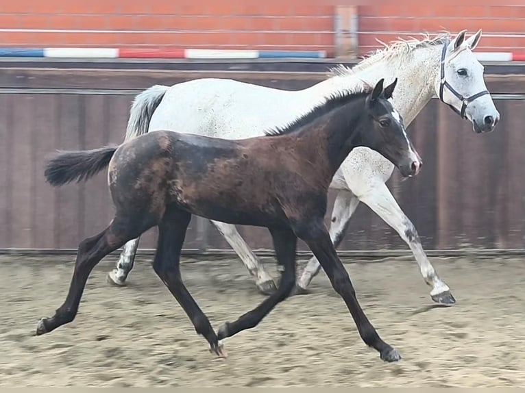 KWPN Merrie 12 Jaar 171 cm Schimmel in Kaiser-Wilhelm-Koog
