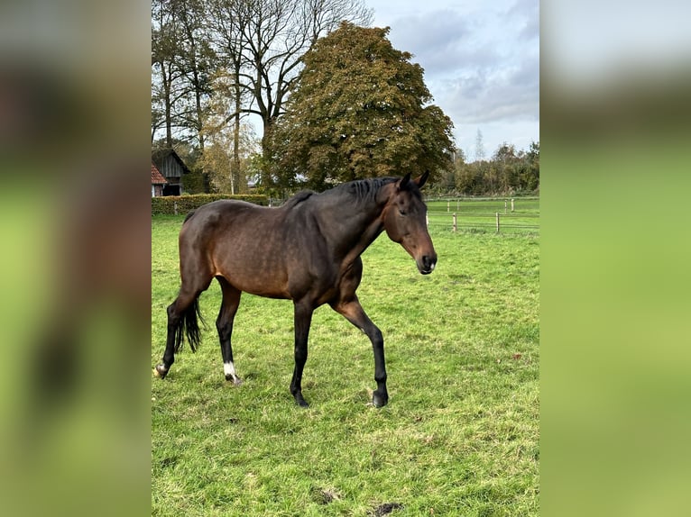 KWPN Merrie 12 Jaar 172 cm Donkerbruin in Uelsen