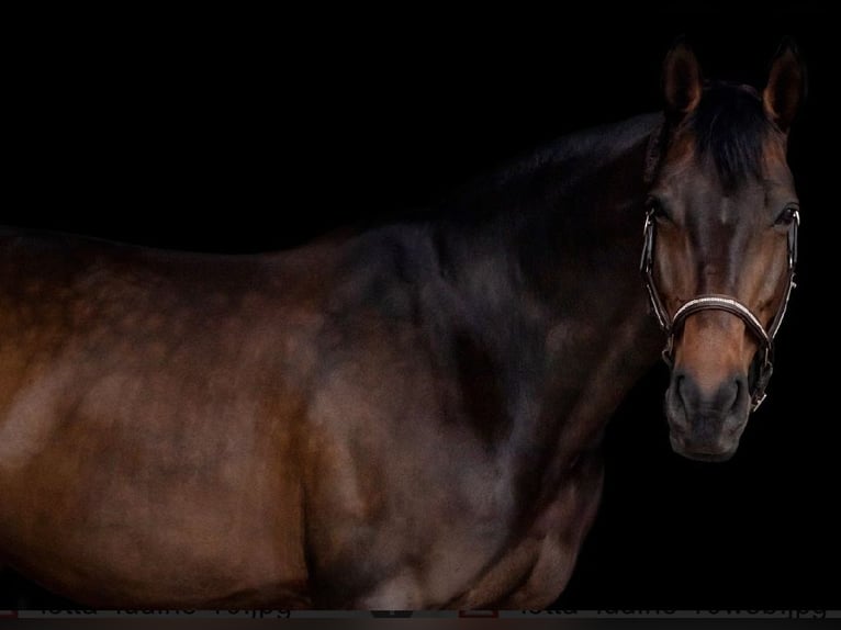 KWPN Merrie 12 Jaar 172 cm Donkerbruin in Arnsberg