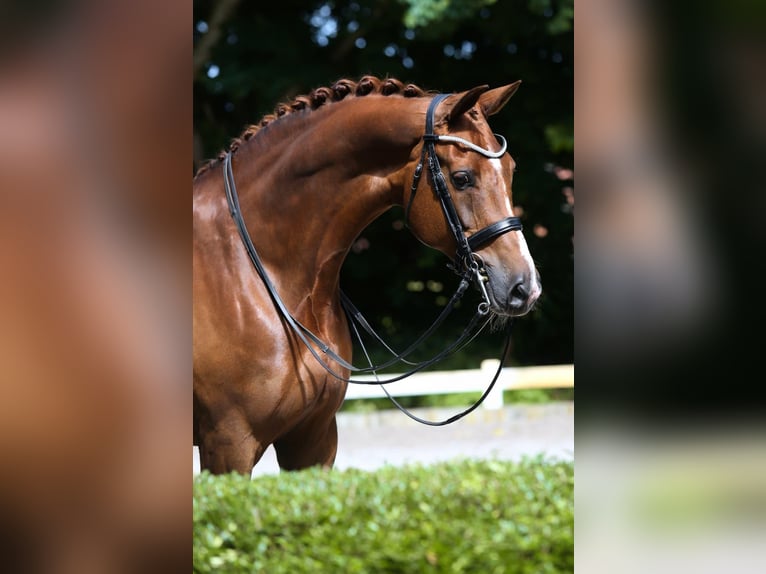 KWPN Merrie 12 Jaar 172 cm Vos in Winschoten