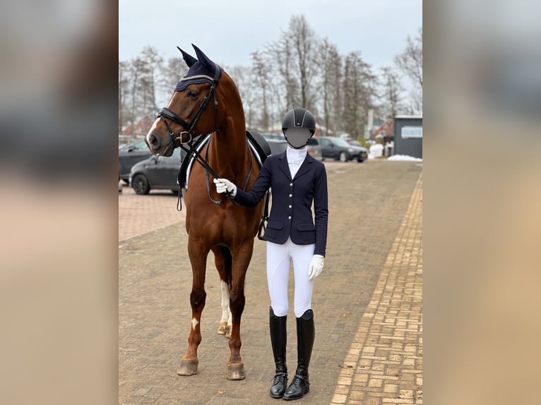 KWPN Merrie 12 Jaar 172 cm Vos in Winschoten