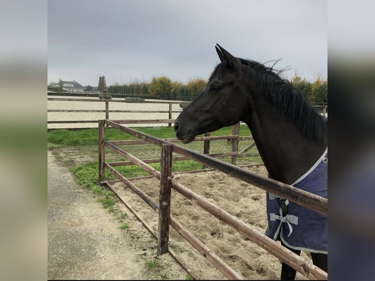 KWPN Merrie 12 Jaar 172 cm Zwartbruin in Dordrecht