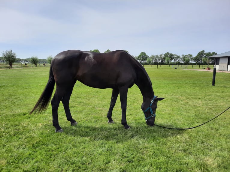 KWPN Merrie 12 Jaar 172 cm Zwartbruin in Dordrecht