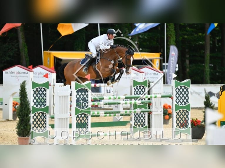 KWPN Merrie 12 Jaar 173 cm Bruin in Simmershofen