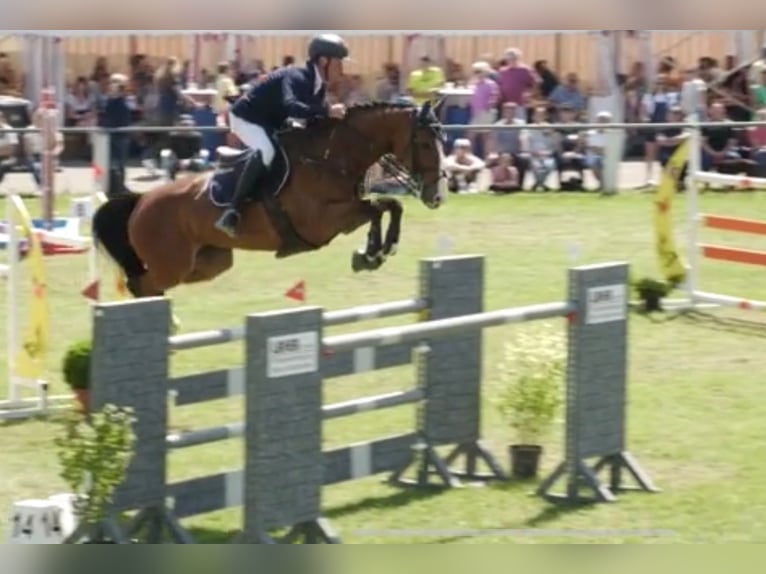 KWPN Merrie 12 Jaar 173 cm Bruin in Simmershofen